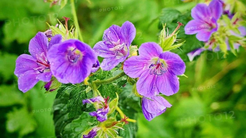 Close-up of bright purple flowers forest cranesbill (geranium sylcaticumim) in the greenery, Franconian Forest nature park Park