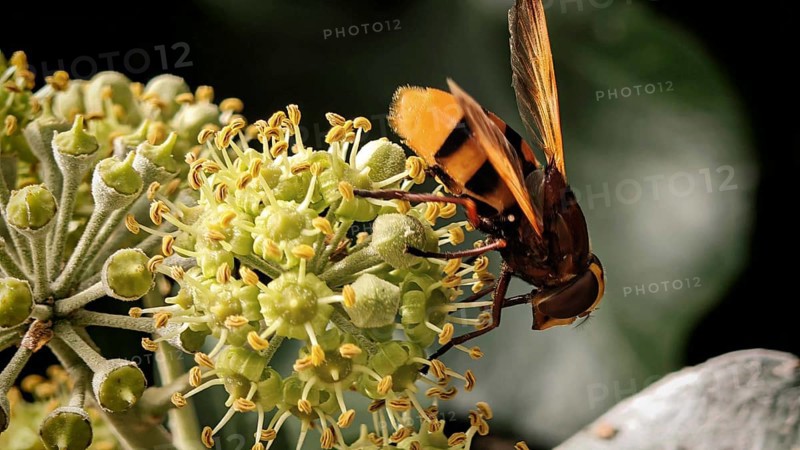 Macro photograph of a hornet hoverfly (Volucella zonaria) pollinating a flower, with many details visible, Ohrid, North Macedonia