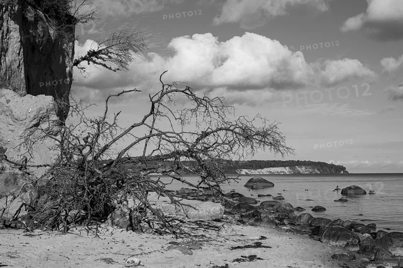 Demolition on cliffs, fallen tree, boulders, black and white, Lobbe, Mönchgut peninsula, Rügen, island, Baltic Sea, Mecklenburg-Western Pomerania, Germany