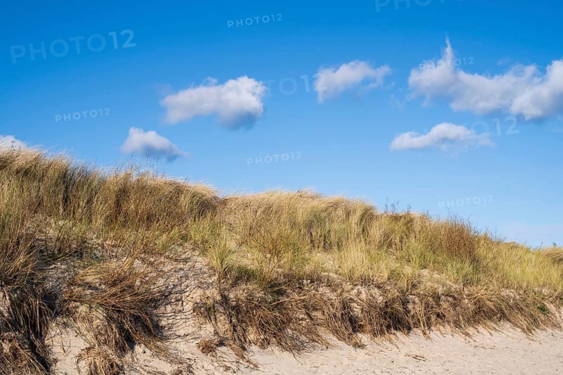 White clouds over the dunes with oats, Mönchgut, Rügen, island, Baltic Sea, Mecklenburg-Western Pomerania, Germany