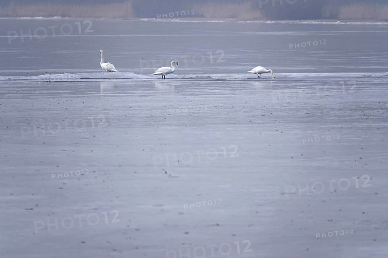 Three swans on a frozen lake, winter, Germany