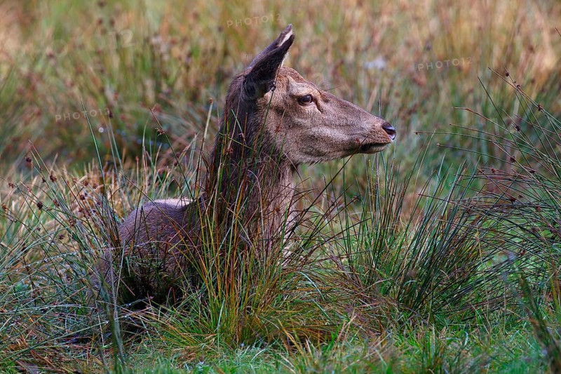 Red deer, Red deer, Red hind (Cervus elaopus) attentive looking female resting in a meadow in autumn, Schleswig-Holstein, Germany