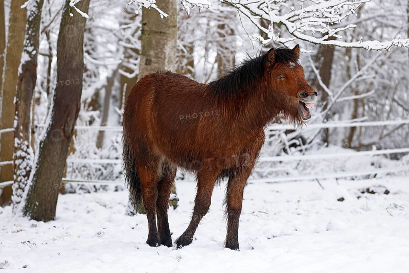 Neighing young Icelandic horse (Equus islandicus) standing on a meadow covered with snow in winter, Schleswig-Holstein, Germany
