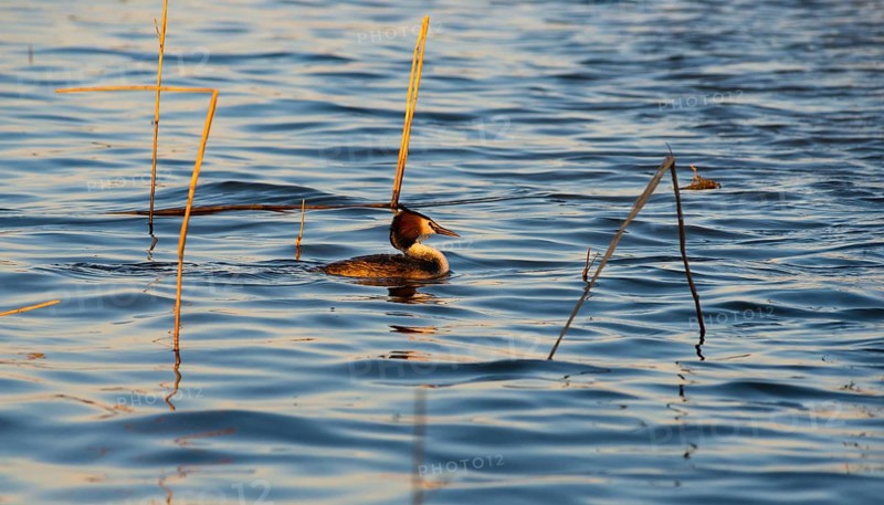 Great Crested Grebe (Podiceps Scalloped ribbonfish) swimming alone between individual stalks of reeds (Phragmites australis), reeds in blue and golden shimmering water, colourful plumage, colourful feathers on the face, late sunlight at sunset, calm water with small waves, relaxed scenery, gentle light reflections on the water surface, harmonious scene, peaceful atmosphere, nature observation near Mardorf in summer, inland lake, lake, Steinhuder Meer nature park Park, Lower Saxony, Germany