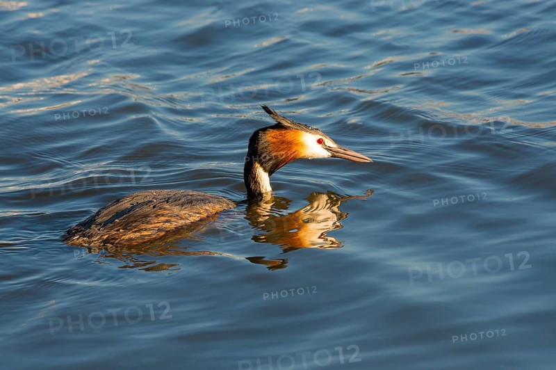 Great Crested Grebe (Podiceps Scalloped ribbonfish) swimming alone, with clear reflection in blue and golden shimmering water, feather cap visible, red eye, colourful plumage, coloured feathers on face, late sunlight at sunset, deep draft, calm water with small waves, relaxed scenery, gentle light reflections on the water surface, harmonious scene, peaceful atmosphere, nature observation near Mardorf in summer, inland lake, lake, Steinhuder Meer nature park Park, Lower Saxony, Germany