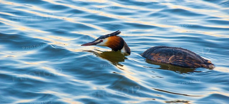 Great Crested Grebe (Podiceps Scalloped ribbonfish) swimming half submerged in blue and golden shimmering water, feather cap visible, colourful plumage, colourful feathers on face, long sharp beak, late sunlight at sunset, deep draft, calm water with small waves, relaxed scenery, gentle light reflections on the water surface, harmonious scene, peaceful atmosphere, nature observation near Mardorf in summer, inland lake, lake, Steinhuder Meer nature park Park, Lower Saxony, Germany lake