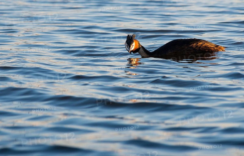 Great Crested Grebe (Podiceps Scalloped ribbonfish) swimming alone with lowered head in blue and golden shimmering water, looking directly into the camera, feather cap visible, red eye, colourful plumage, coloured feathers on the face, late sunlight at sunset, small waves, calm, relaxed scenery, gentle light reflections on the water surface, harmonious scene, peaceful atmosphere, nature observation near Mardorf in summer, inland lake, lake, Steinhuder Meer nature park Park, Lower Saxony, Germany