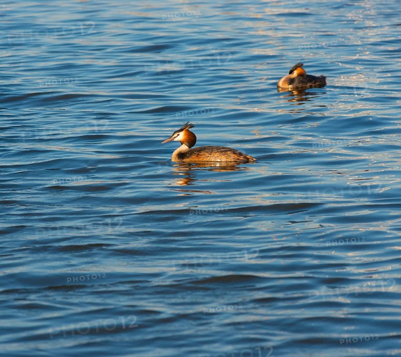 Two great crested grebes (Podiceps Scalloped ribbonfish) swimming side by side in blue and golden shimmering water, pair, male, female, one sleeping, feather cap visible, colourful plumage, coloured feathers, face, late sunlight at sunset, calm water with small waves, relaxed scenery, gentle light reflections on the water surface, harmonious scene, peaceful atmosphere, nature observation near Mardorf in summer, inland lake, lake, Steinhuder Meer nature park Park, Lower Saxony, Germany