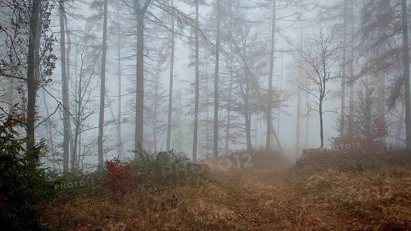 A trail runs through a foggy forest, surrounded by tall, bare trees, Thuringian Forest nature park Park