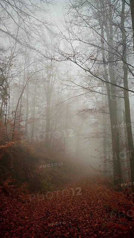 A foggy forest trail with thick trees and an autumnal atmosphere, Thuringian Forest nature park Park