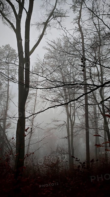 Dark silhouettes of trees in the foggy forest create a mysterious atmosphere, Thuringian Forest nature park Park