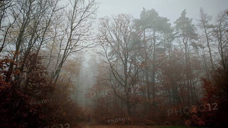 Clouds of fog sweep through the autumnal forest and create a quiet atmosphere, Thuringian Forest nature park Park