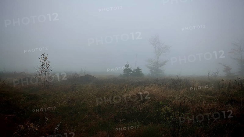 A foggy meadow landscape with scattered trees and a mystical atmosphere, Thuringian Forest nature park Park