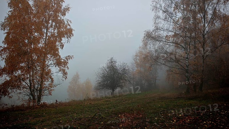 Foggy autumn landscape with scattered trees and a meadow in the foreground, Thuringian Forest nature park Park