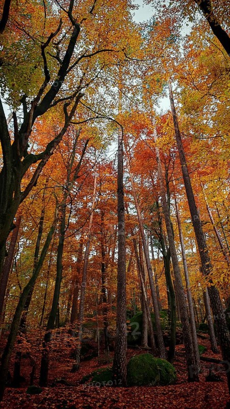 Towering trees in an autumn forest, vivid colors create a magical atmosphere, Franconian Forest nature park Park