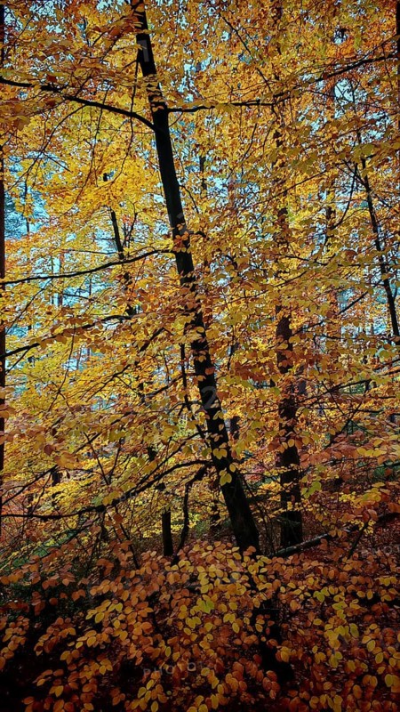 Bright golden foliage in a dense autumn forest, Franconian Forest nature park Park