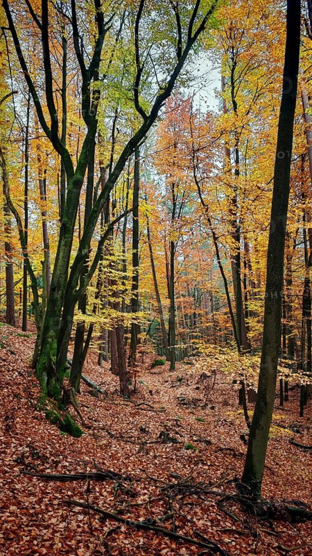 Golden autumn forest with light effects between tall trees and colorful foliage, Franconian Forest nature park Park