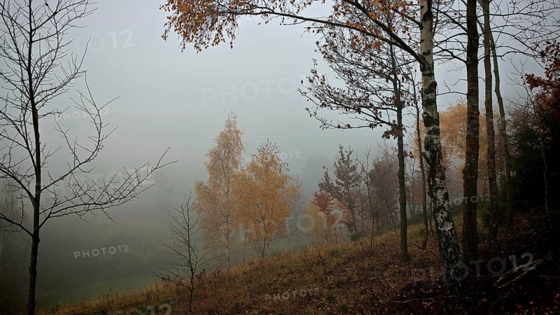 Fog veils a landscape with birch trees (Betula) and autumn trees, Thuringian Forest nature park Park