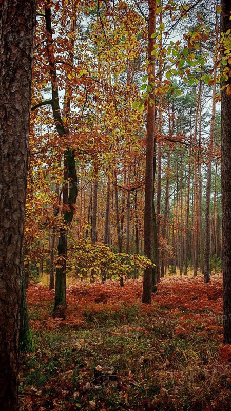 A quiet autumn forest with tall pine trees and colorful leaves on the ground, Franconian Forest nature park Park