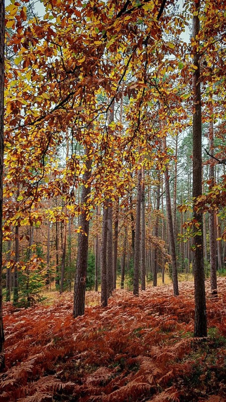 Autumn leaves hang from trees in a quiet forest with high tree growth, Frankenwald nature park Park