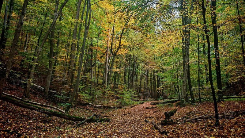 A quiet forest trail, covered by colorful leaves, snakes through the autumn forest, Hainich National Park