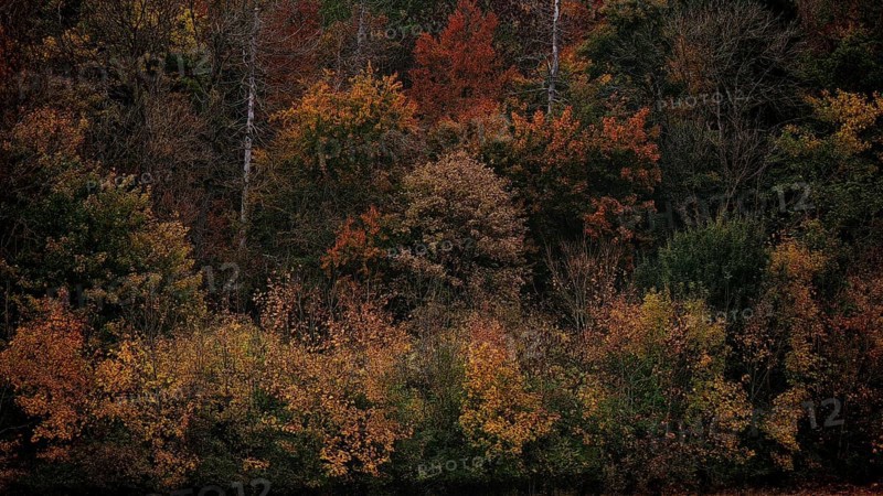 Different autumn colors in a dense group of trees with red and brown leaves, Hainich National Park