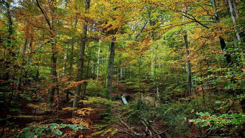 Autumn forest with tall trees, brightly coloured foliage and a peaceful atmosphere, Hainich National Park