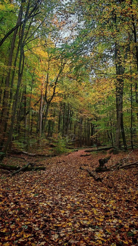 A trail covered with colorful autumn leaves leads through a quiet forest, Hainich National Park