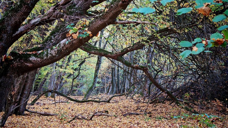 Enchanted forest with curved branches and autumn leaves, Hainich National Park