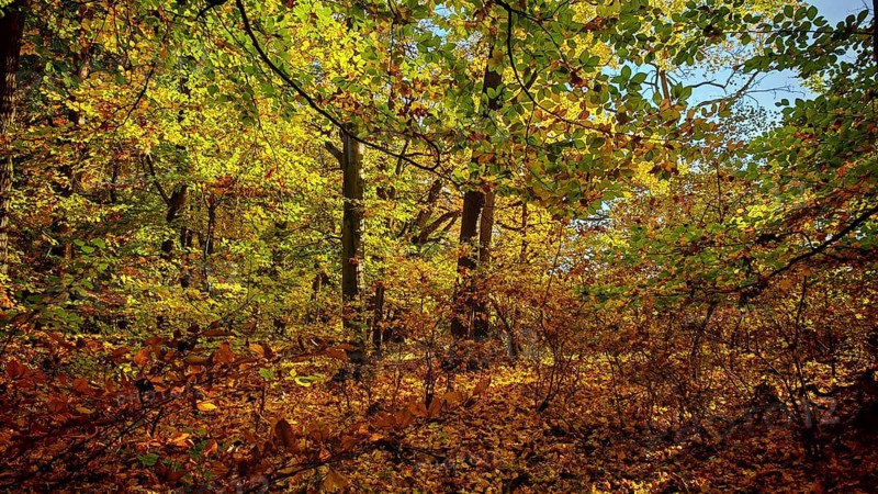 Autumn forest in bright shades of yellow and brown under blue sky, Hainich National Park