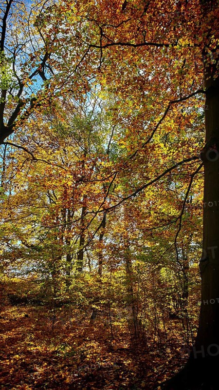 Autumn trees with golden and orange leaves in the forest, Hainich National Park