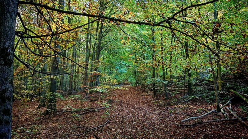 Trail through autumn forest with leaves on the trail and thick, green and yellow trees, Hainich National Park