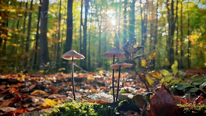 Close-up of mushrooms (mycetinis alliaceus) in the forest with the sun shining through the trees, Hainich National Park