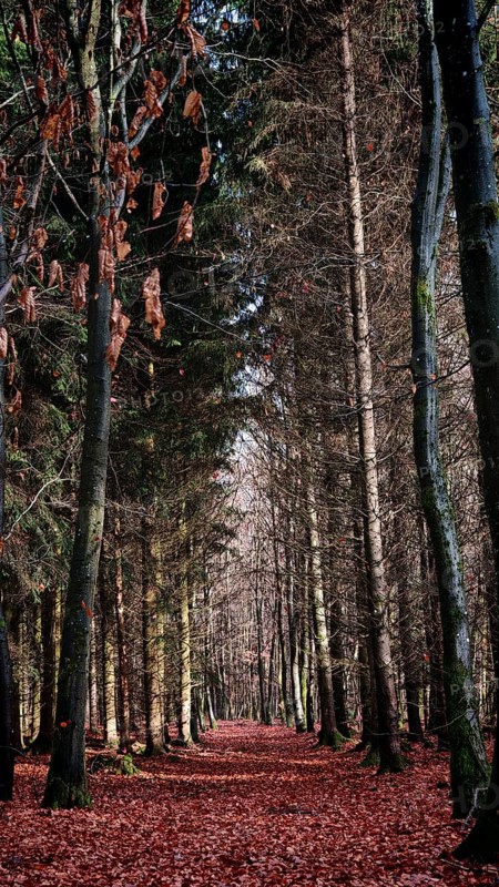 A trail through a thick forest with red-colored deciduous soil, surrounded by tall trees, Frankenwald nature park Park