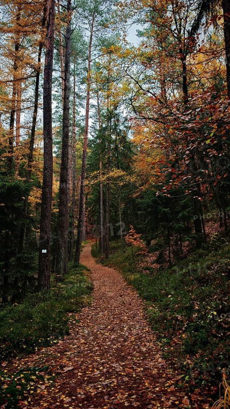Forest trail with covered leaves, the autumn atmosphere invites you to hike, Franconian Forest nature park Park