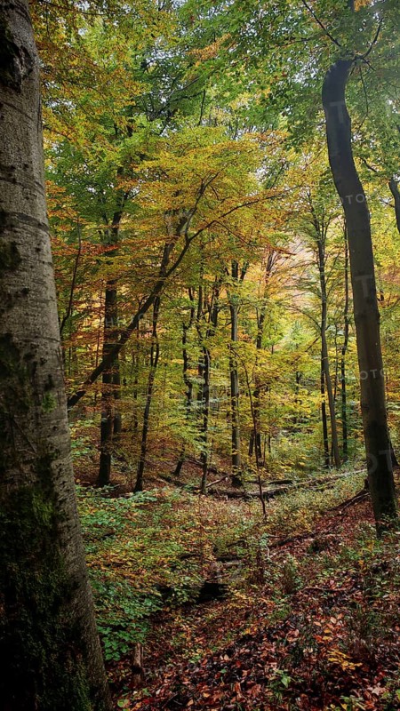 Colourful autumn scene with trees and leaves in various shades in the forest, Hainich National Park