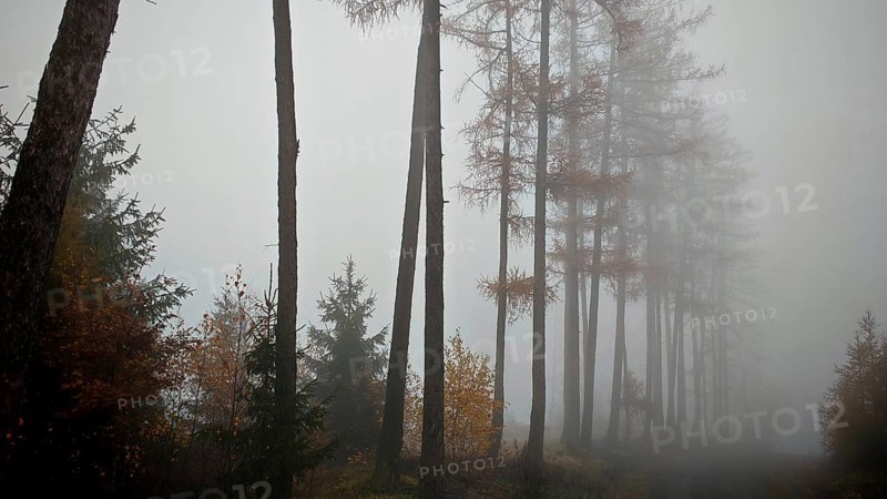 Tall trees rise out of a foggy forest, quiet and dull, mystical atmosphere, Thuringian Forest nature park Park