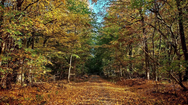 Forest trail lined with autumn trees full of colorful leaves, Hainich National Park