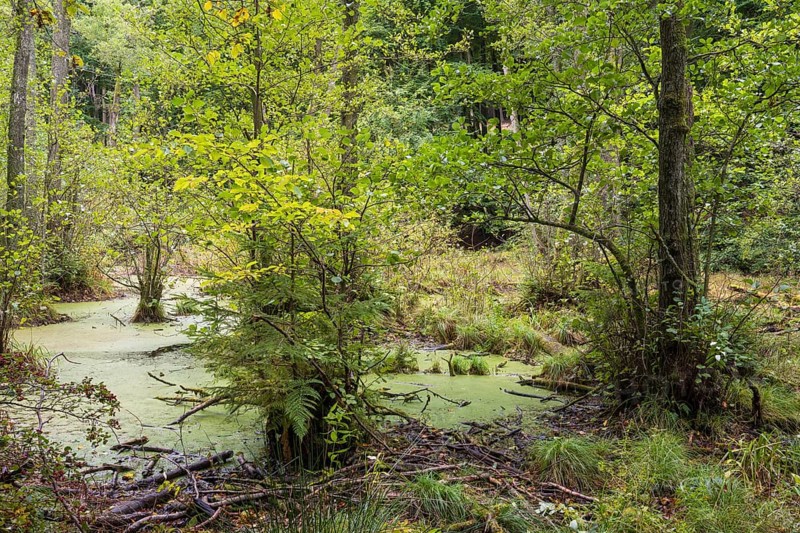 Wetland in beech forest, Jasmund National Park, Sassnitz, Rügen island, Baltic Sea, Mecklenburg-Western Pomerania, Germany