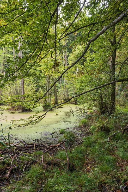 Wetland in beech forest, Jasmund National Park, Sassnitz, Rügen island, Baltic Sea, Mecklenburg-Western Pomerania, Germany