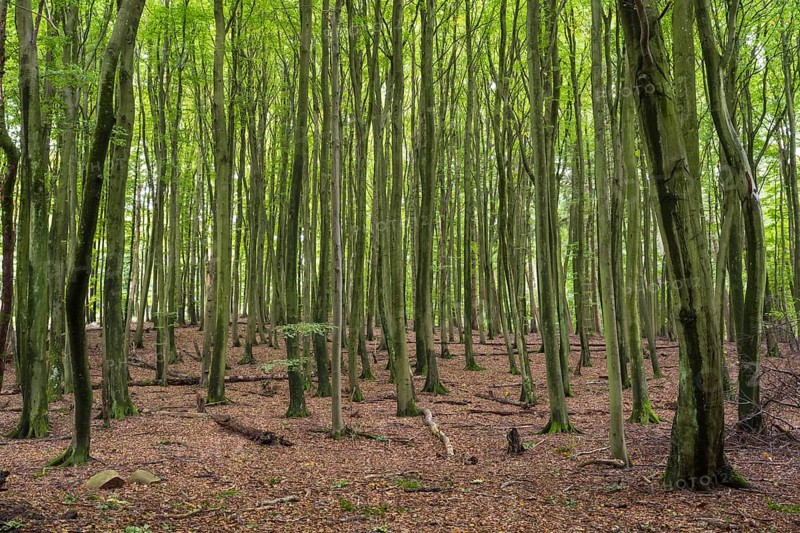 Old beech forest, Stubnitz, Jasmund National Park, Sassnitz, Rügen island, Baltic Sea, Mecklenburg-Western Pomerania, Germany