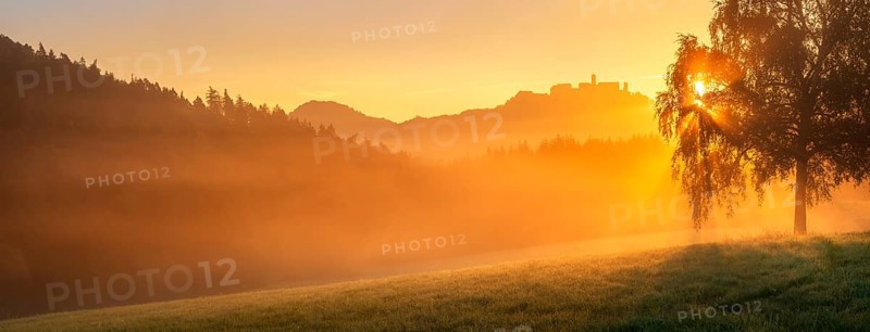 View of the Wartburg in the Thuringian Forest at sunrise and morning fog, the sun shining through the leaves of a birch tree in a meadow with dew, Eisenach, Thuringia, Germany