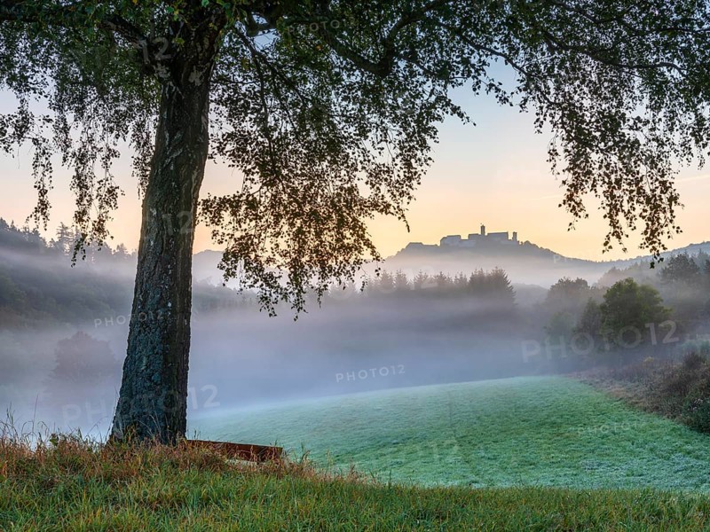 View of Wartburg Castle in the Thuringian Forest at sunrise, morning fog and dawn, birch with bench in a meadow with dew, Eisenach, Thuringia, Germany