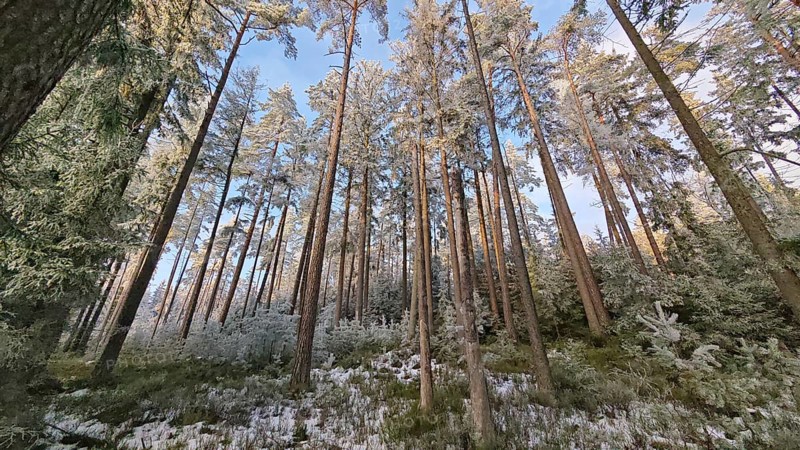 Winter forest with snow-covered trees. Pine trees (abiete) under a blue sky, atmospheric atmosphere, panorama, Fichtelgebirge