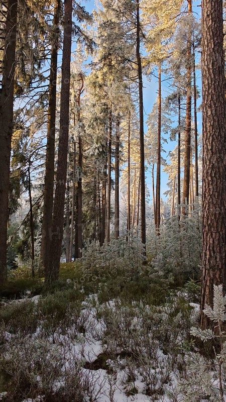 Snow-covered forest with sunshine, tall trees, pines (abiete) and a quiet atmosphere, Fichtelgebirge
