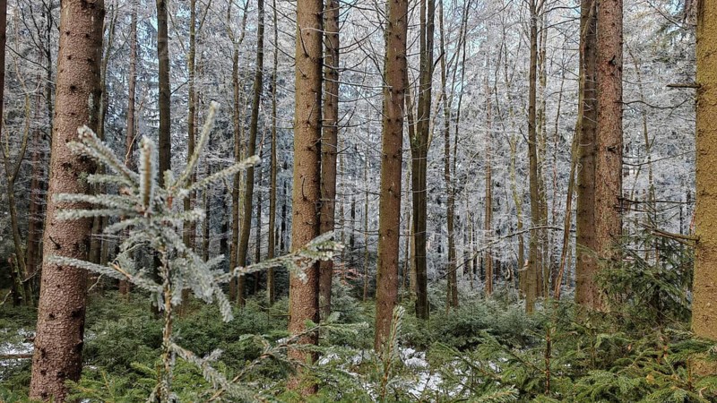 A dense forest with tall pines (abiete) and a snow-covered landscape, taken in winter, Fichtelgebirge