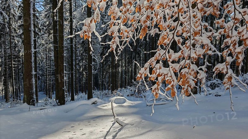 Winter forest trail with footprints in snow and a branch with brown leaves, Fichtelgebirge