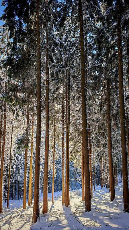 Snowy forest with tall trees and sunlight shining through the branches, Fichtelgebirge