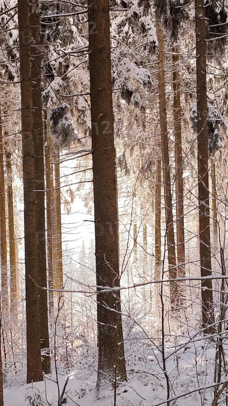 Winter forest with tall trees and soft light shining through the snowy landscape, Fichtelgebirge