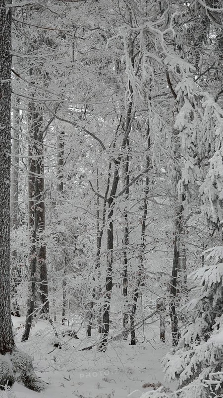 Dense winter forest with snow-covered trees and a quiet, frosty atmosphere, Fichtelgebirge